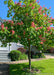 Fort McNair in bloom with large green leaves, planted in a front yard.