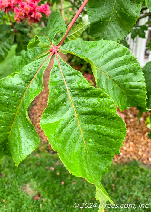 Closeup of large green leaves with raindrops rolling off of them.