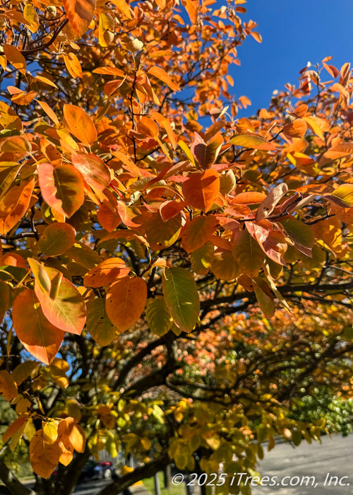 Closeup of serviceberry tree leaves in autumn with fiery yellow-orange to red fall color.
