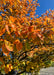 Closeup of serviceberry tree leaves in autumn with fiery yellow-orange to red fall color.