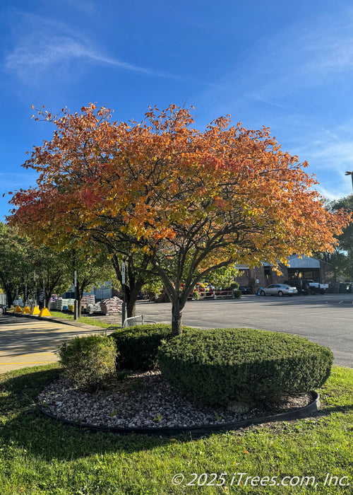 A mature single-trunk serviceberry in autumn with fiery yellow-orange to red fall color.