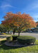 A mature single-trunk serviceberry in autumn with fiery yellow-orange to red fall color.