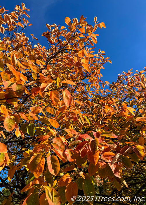 Closeup of serviceberry tree leaves in autumn with fiery yellow-orange to red fall color.