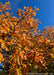 Closeup of serviceberry tree leaves in autumn with fiery yellow-orange to red fall color.