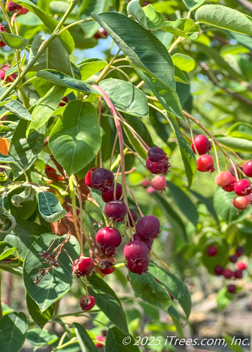 Closeup of green serrated leaves and reddish blueberry-like fruit.