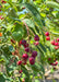 Closeup of green serrated leaves and reddish blueberry-like fruit.