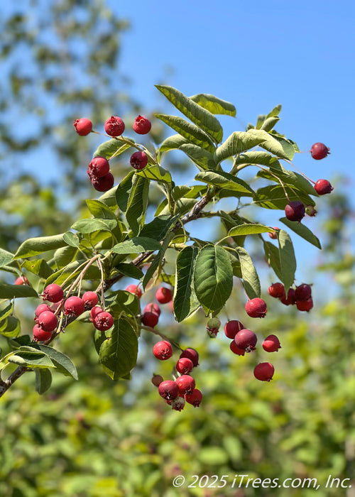 Closeup of green leaves and reddish blueberry-like fruit.
