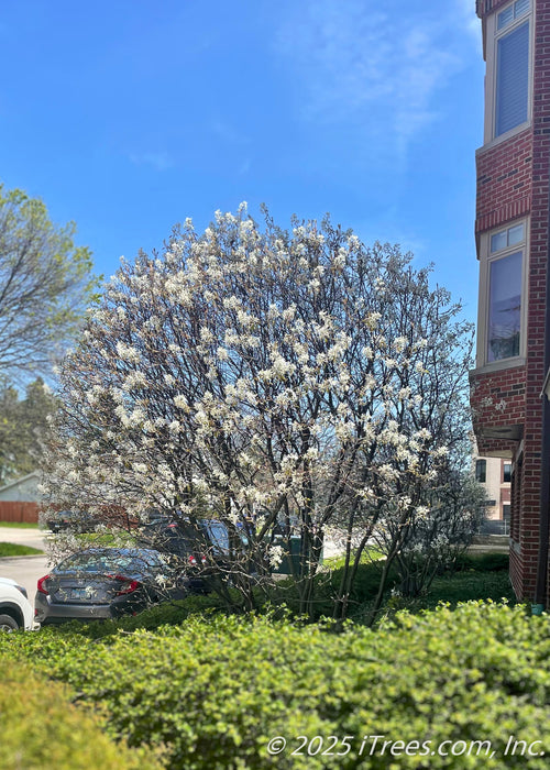 Lustre Allegheny Serviceberry in bloom growing in  front landscape bed near a townhome.