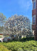 Lustre Allegheny Serviceberry in bloom growing in  front landscape bed near a townhome.