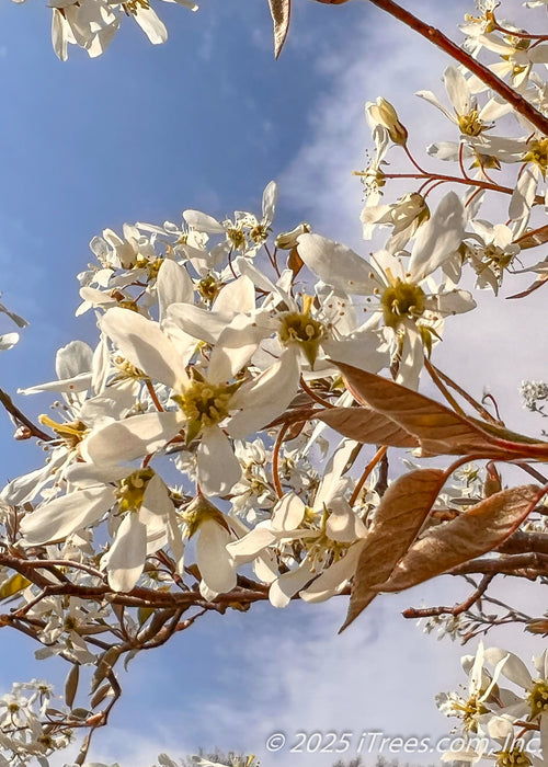 Closeup of downy reddish-green leaves, and white, five-petal flowers with yellow centers with a blue cloudy sky in the background.