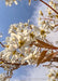 Closeup of downy reddish-green leaves, and white, five-petal flowers with yellow centers with a blue cloudy sky in the background.