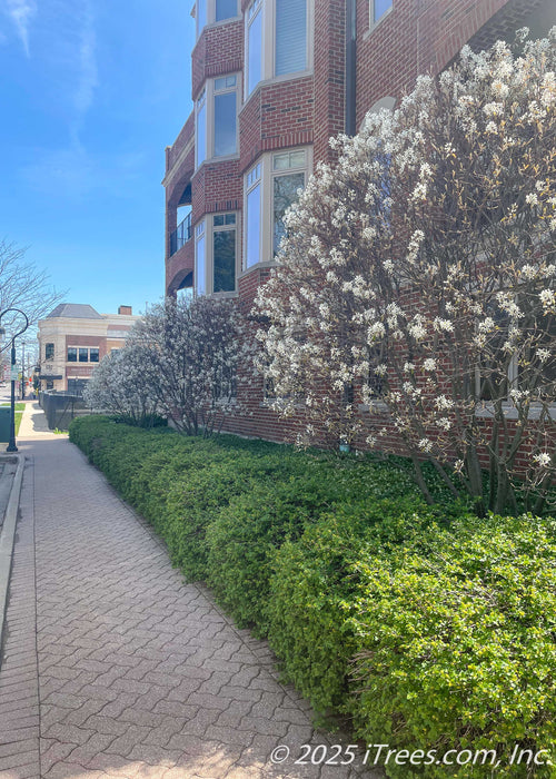 A row of Lustre Allegheny Serviceberry in bloom, growing along a townhome and sidewalk.