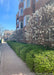 A row of Lustre Allegheny Serviceberry in bloom, growing along a townhome and sidewalk.