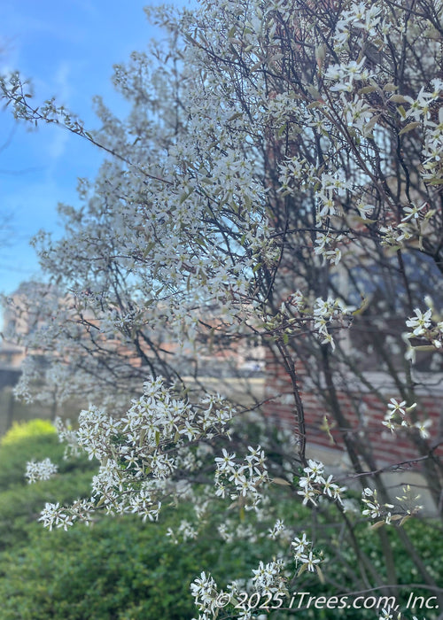Closeup of white flowers on the tips of the tree's branches.