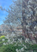 Closeup of white flowers on the tips of the tree's branches.