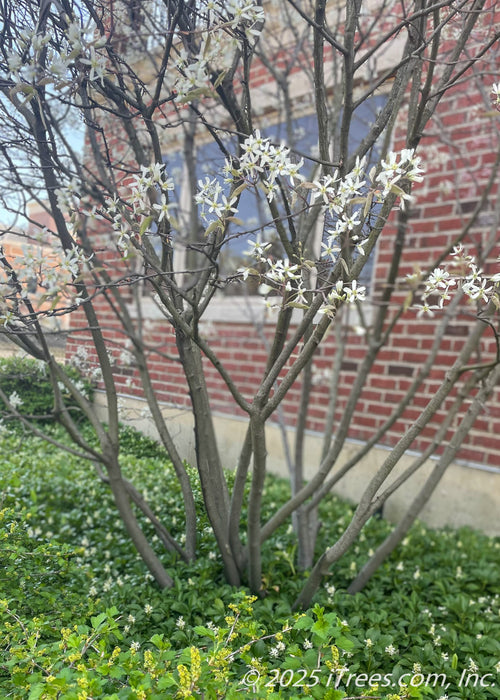 Closeup of multiple trunks and branches with small white flowers.