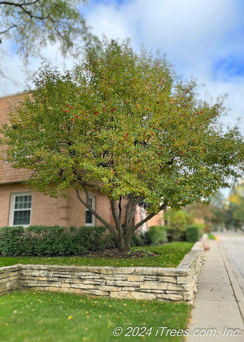 Mature multi-stem clump form serviceberry planted up on a retaining wall near a building, showing transitioning fall color and remaining fruit.