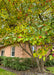 Closeup of transitioning fall color and red serviceberry fruit on a mature serviceberry tree planted near a building.