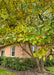 Closeup of transitioning fall color and red serviceberry fruit on a mature serviceberry tree planted near a building.