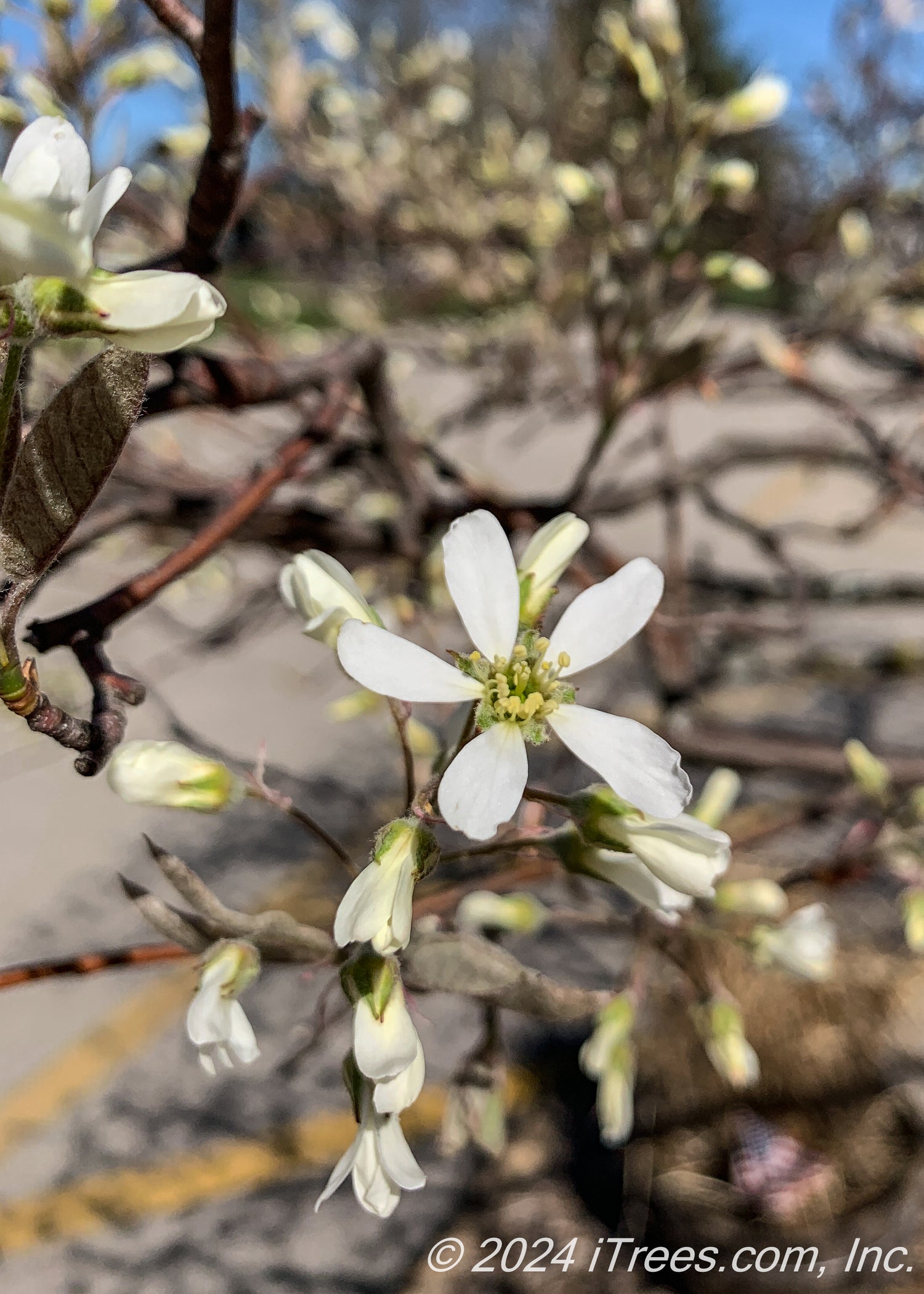 Autumn Brilliance® Serviceberry Tree | Delivery, Planting, & 1-Year ...