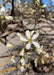 Closeup of small star-shaped white flowers with yellow centers and five petals.