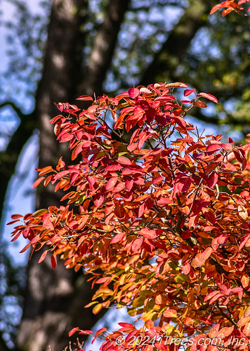 Closeup of bright red-orange fall color at the ends of branches with blurred out large overstory tree and blue sky in the background.