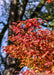 Closeup of bright red-orange fall color at the ends of branches with blurred out large overstory tree and blue sky in the background.
