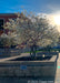 A multi-stem clump serviceberry in bloom planted in a large cement block planter in a business area with the sun rising in the background against a blue sky. 