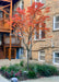 Autumn Brilliance Serviceberry with red fall color planted in a Chicago courtyard.