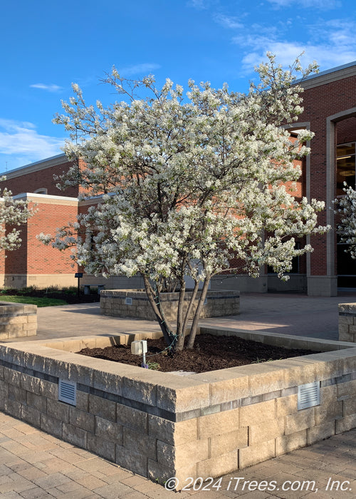 Autumn Brilliance Serviceberry in bloom, planted in a large cement retaining wall planter box.