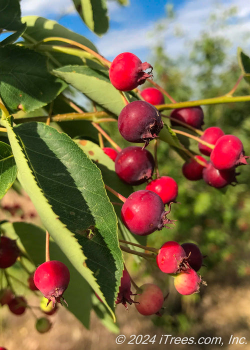 Autumn Brilliance Serviceberry