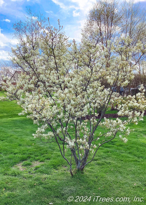 A small multi-stem clump form serviceberry is in bloom with small white flowers, surrounded by a yard of green grass and blue skies in the background.