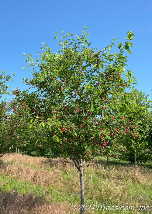 Autumn Brilliance® Serviceberry