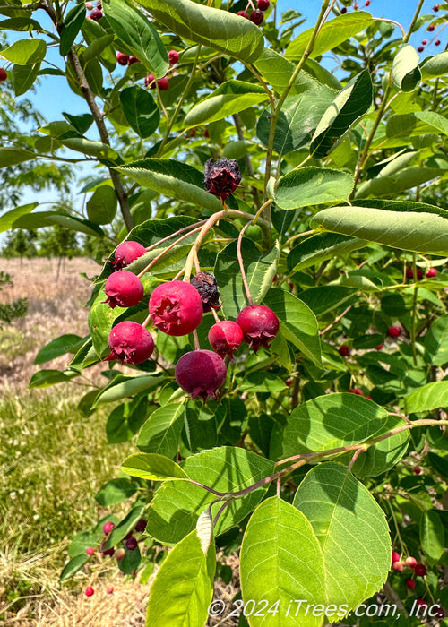 Closeup of medium green finely toothed leaves with bright red serviceberry fruit.