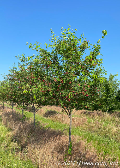 Single trunk Autumn Brilliance Serviceberry grows in a nursery row with green leaves and bright red edible fruit.