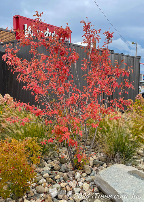 A small multi-stem clump form serviceberry planted in front of a restaurant for privacy and screening of the dumpster area, showing bright red-orange fall color.