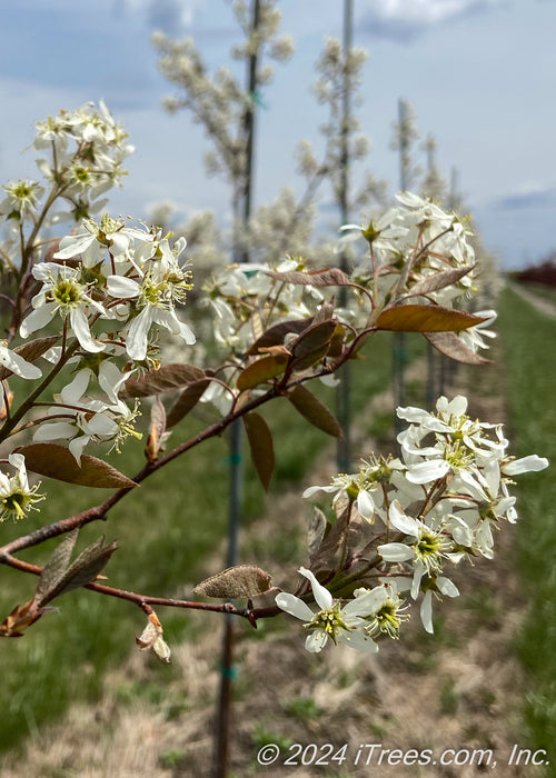 Autumn Brilliance Serviceberry