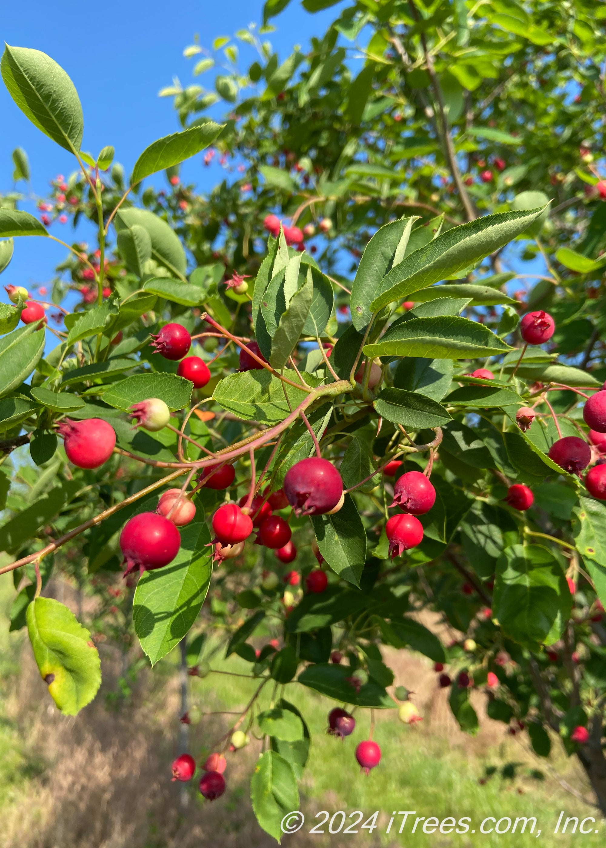 Autumn Brilliance Serviceberry