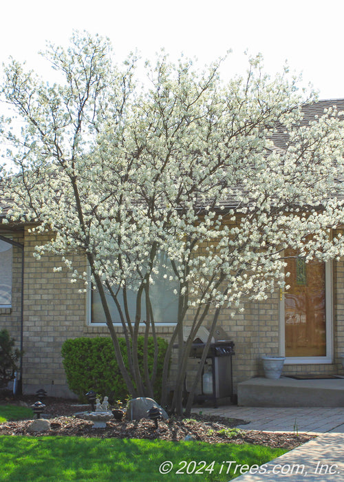 A maturing multi-stem clump form serviceberry tree is planted in the front yard of a home in a small landscape bed near the driveway and front door.