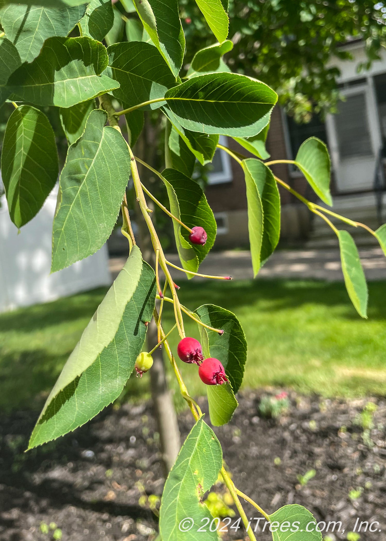 Autumn Brilliance Serviceberry