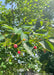 Closeup of small medium green finely toothed leaves with small bright red fruit.