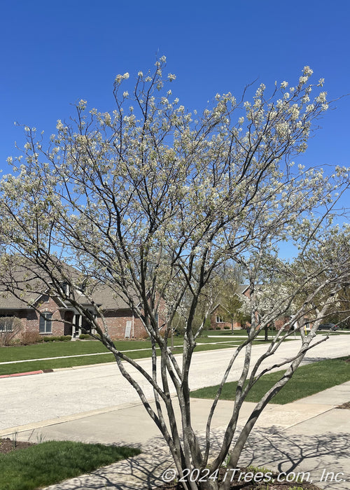Multi-stem clump serviceberry planted in the front yard of a suburban home in bloom with white flowers.