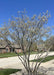 Multi-stem clump serviceberry planted in the front yard of a suburban home in bloom with white flowers.