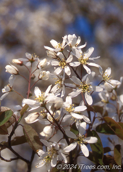 Closeup of small five petal white flowers with yellow centers.