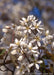 Closeup of small five petal white flowers with yellow centers.