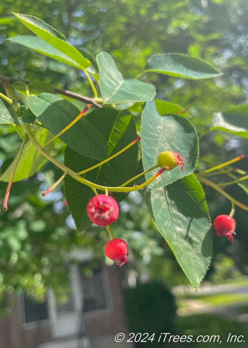 Closeup of medium green, finely toothed leaves with red serviceberry fruit.