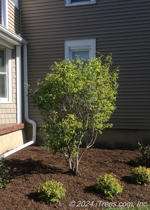 A front landscape bed with a multi-stem clump form serviceberry with green leaves and small plants near a front porch.