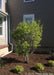 A front landscape bed with a multi-stem clump form serviceberry with green leaves and small plants near a front porch.