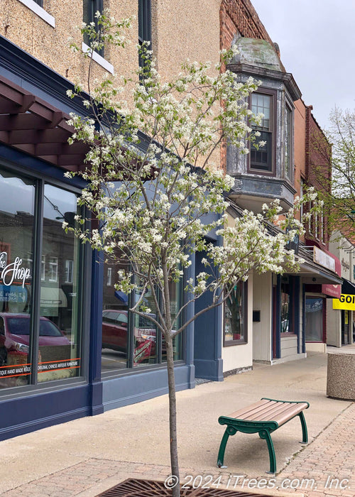 Autumn Brilliance Serviceberry planted in a downtown cutout in bloom. 