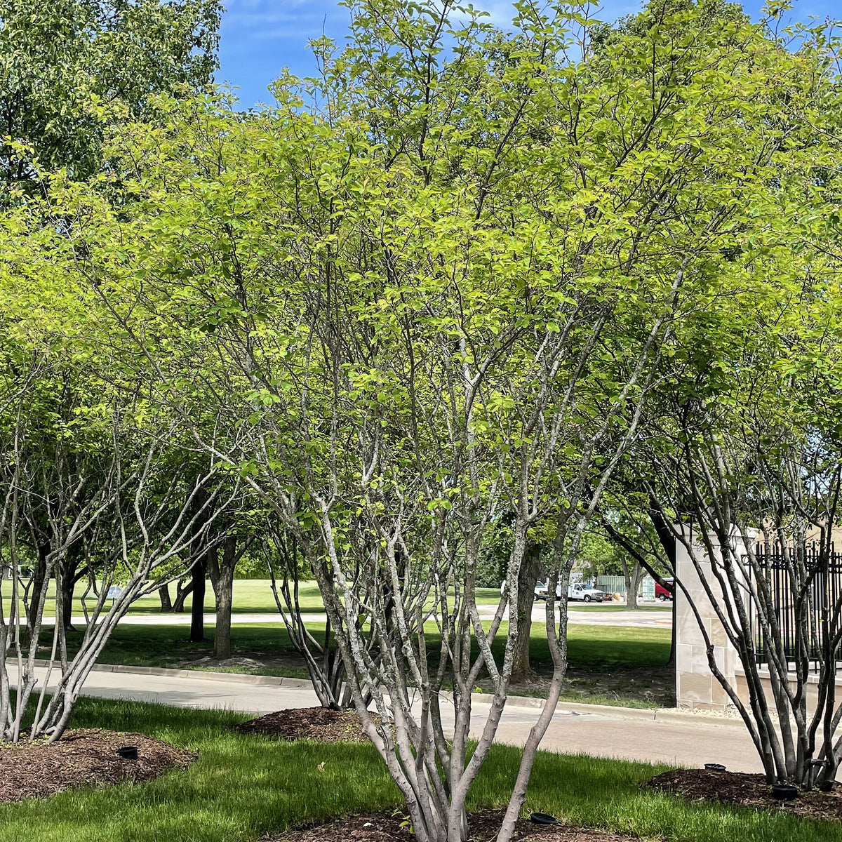 Autumn Brilliance® Serviceberry Tree | Delivery, Planting, & 1-Year ...